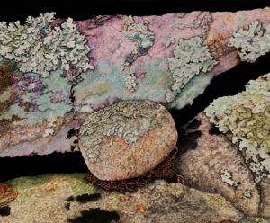 Close-up of colorful lichen growing on a rock surface.