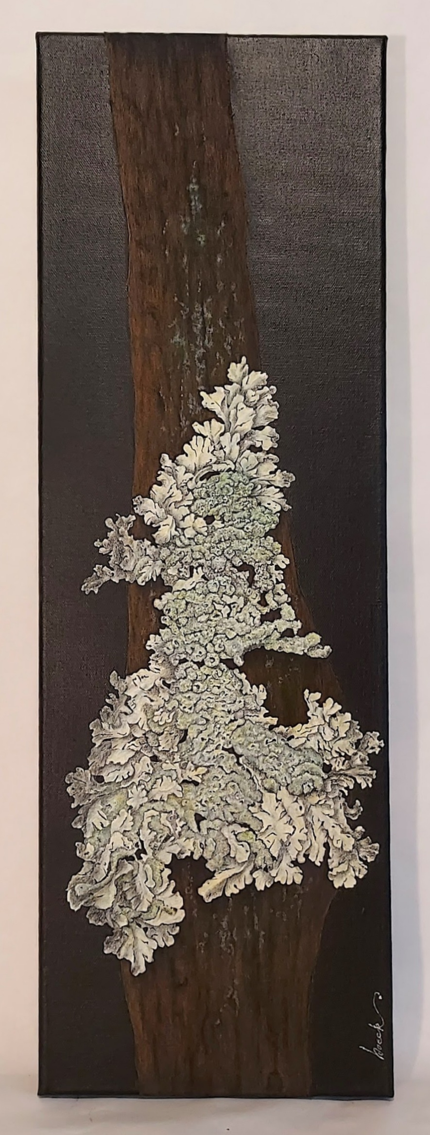 Close-up of white lichen on a dark wooden surface.