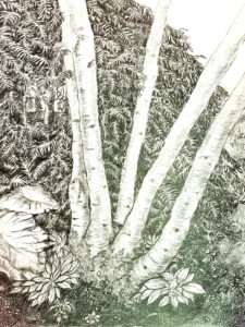 Close-up of silver birch tree trunks with detailed textured bark.