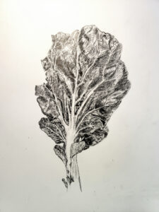 Detailed pencil drawing of a leafy vegetable with visible veins and texture.