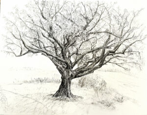 A detailed pencil sketch of a large leafless tree with sprawling branches.