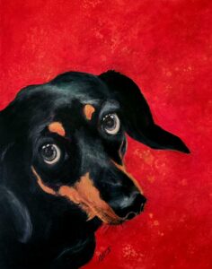Close-up of a black and tan dachshund against a vibrant red background.