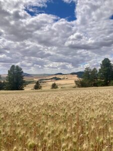 Golden wheat field under a cloudy sky with distant hills and scattered trees.