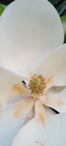 Magnolia Macro Photography